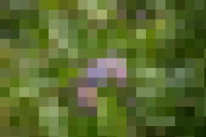 Het Aamschot 5 Haarlo thumbnail 59