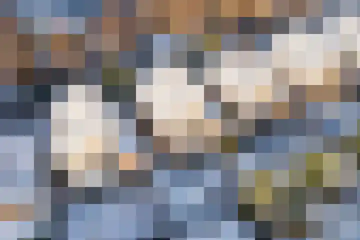 Het Bildt 157 Lelystad thumbnail 59