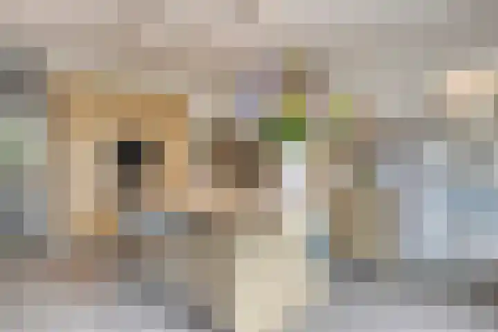 Het Blazoen 6 Rosmalen thumbnail 9