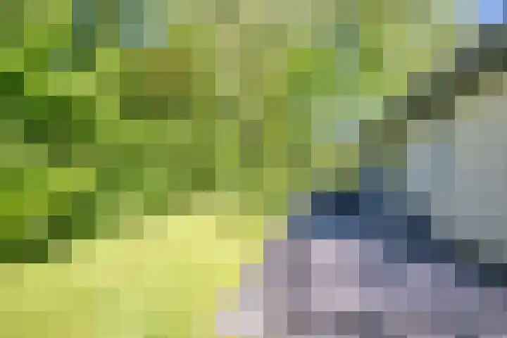 Het Bosmeer 41 Noordwolde thumbnail 5