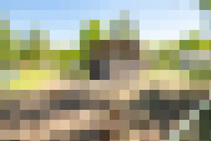 Het Bosmeer 5 Noordwolde thumbnail 26