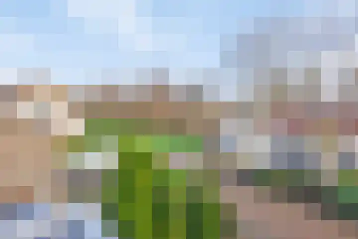 Het Dolomiet 20 Swifterbant thumbnail 31