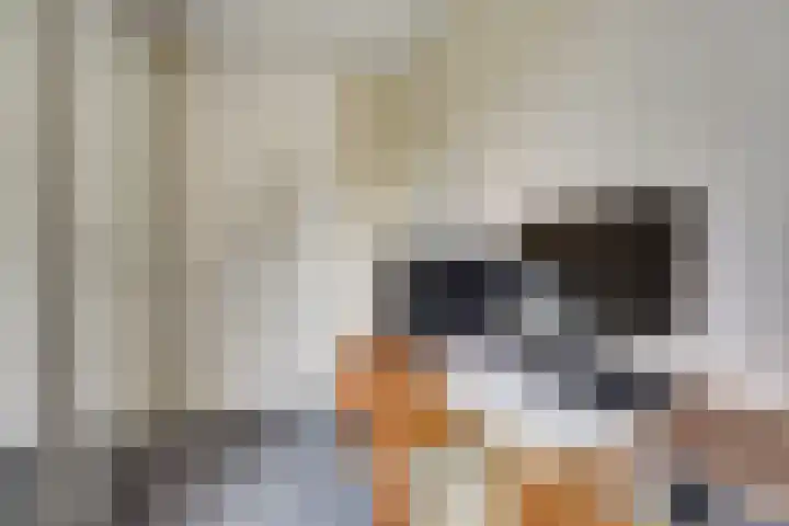 Het Dolomiet 8 Swifterbant thumbnail 34