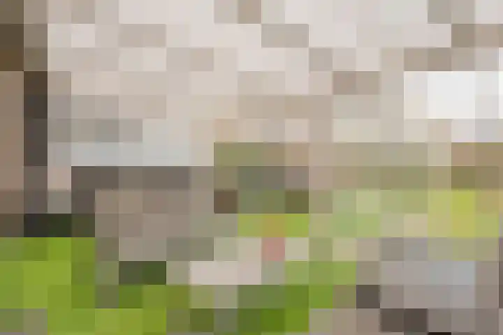 Het eenspan 29 Steenwijk thumbnail 27