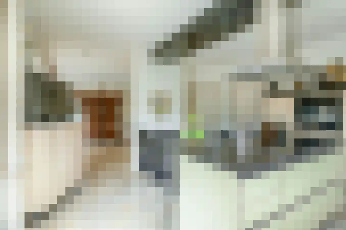 Het eenspan 4 Steenwijk thumbnail 27