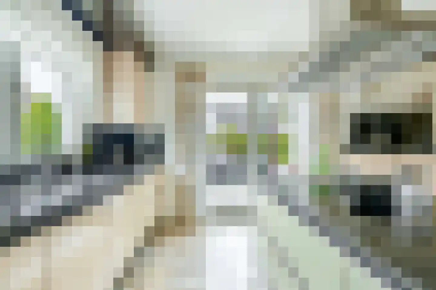 Het eenspan 4 Steenwijk thumbnail 30