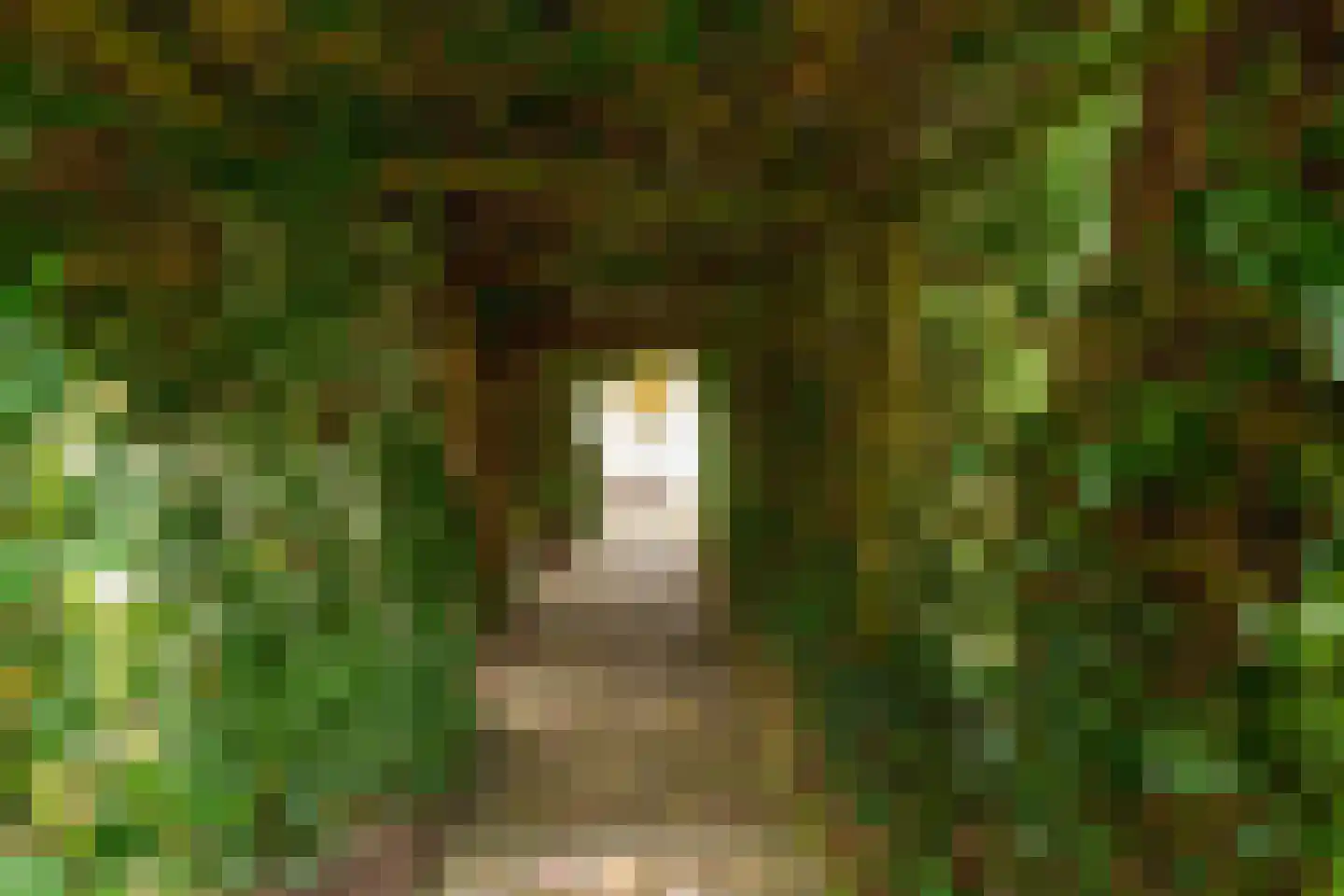 Het eenspan 4 Steenwijk thumbnail 48