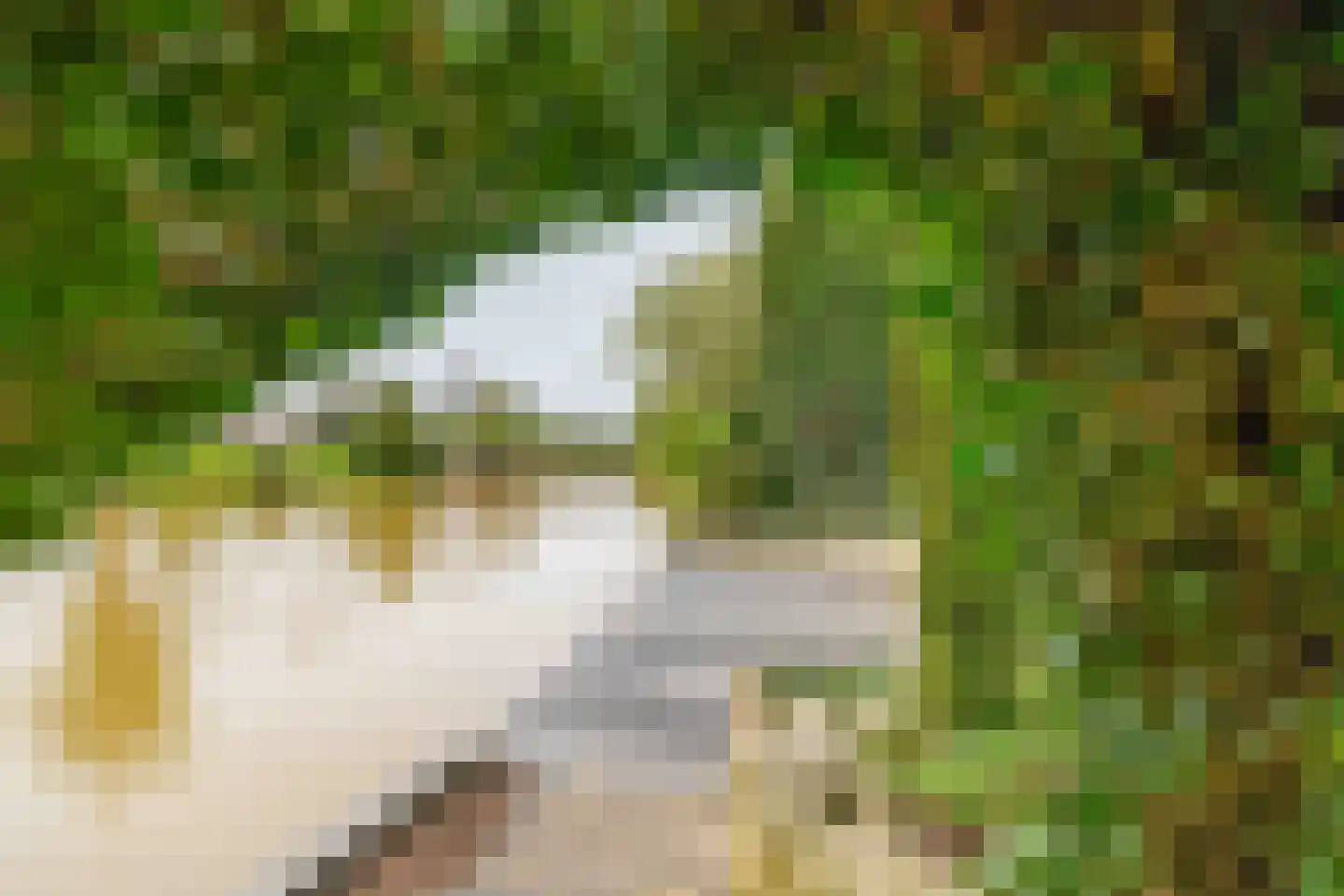 Het eenspan 4 Steenwijk thumbnail 49