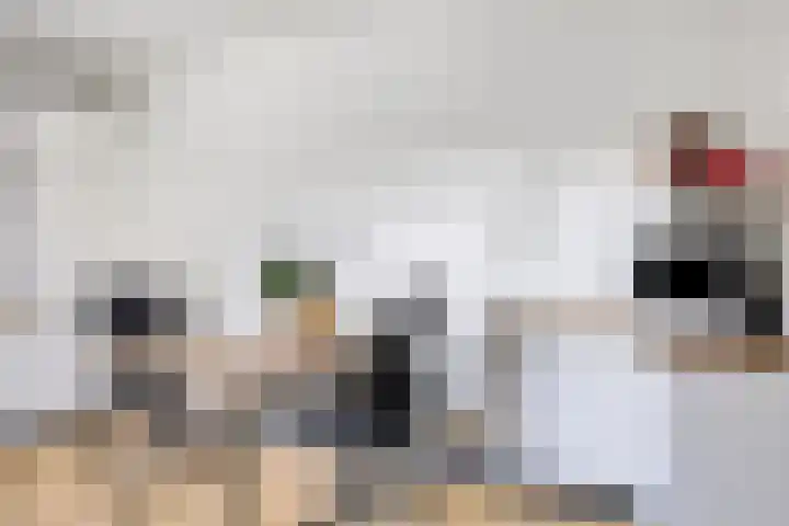 Het Frans Brugske 24 Gemert thumbnail 18