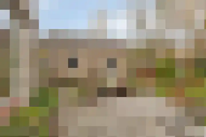 Het Frans Brugske 24 Gemert thumbnail 39