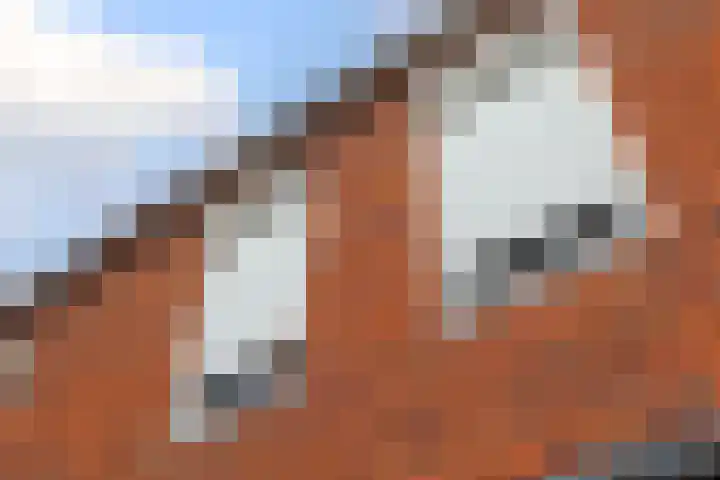 Het Groen 18 b Knegsel thumbnail 33
