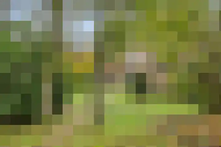 Het Groen 9 Knegsel thumbnail 25