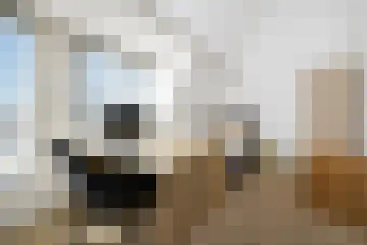 Het Hof 1 B Gemonde thumbnail 24
