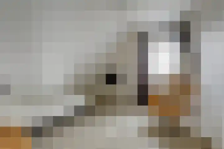 het Hoge Rot 99 Hernen thumbnail 55