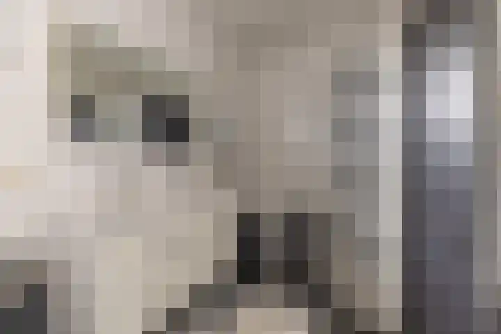 Het Laar 68 Zundert thumbnail 29