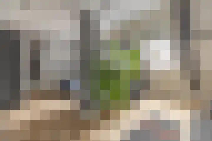 Het Laar 68 Zundert thumbnail 38