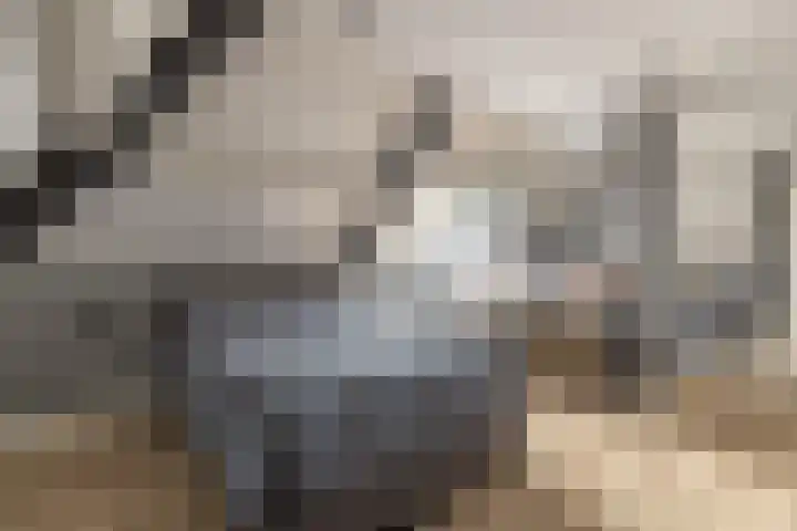 Het Laar 68 Zundert thumbnail 40
