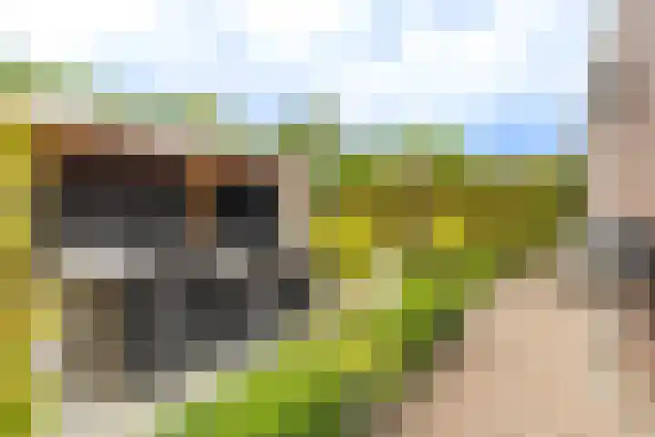 Het Laar 68 Zundert thumbnail 56