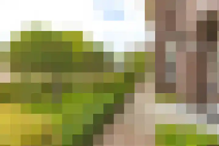 Het Laar 68 Zundert thumbnail 61