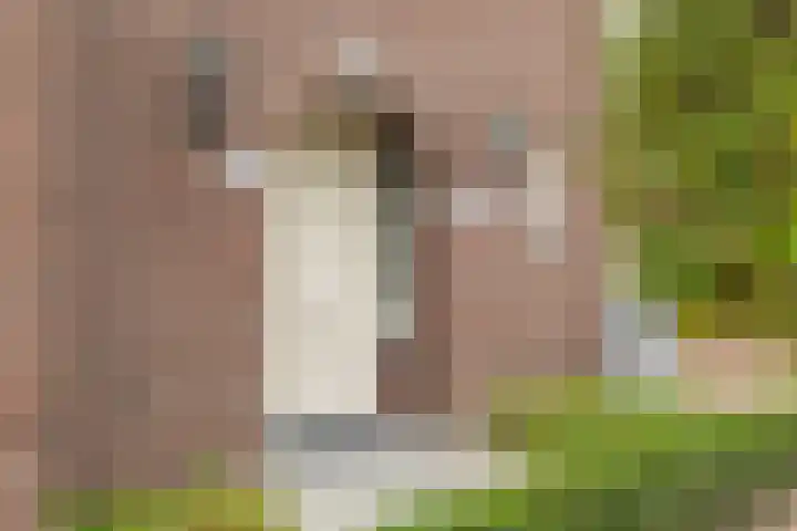 Het Laar 68 Zundert thumbnail 8