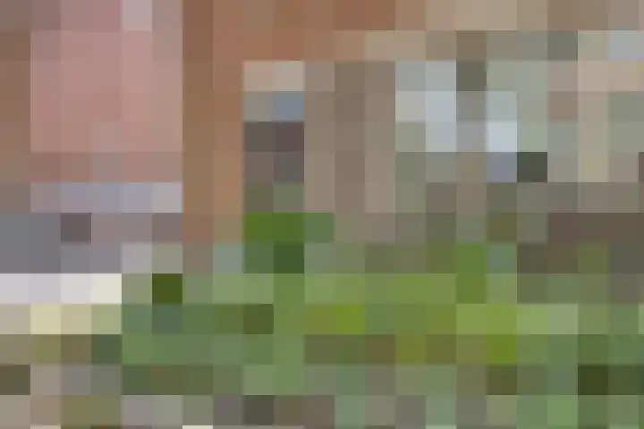 Het Leen 8 Hooge Mierde foto 3