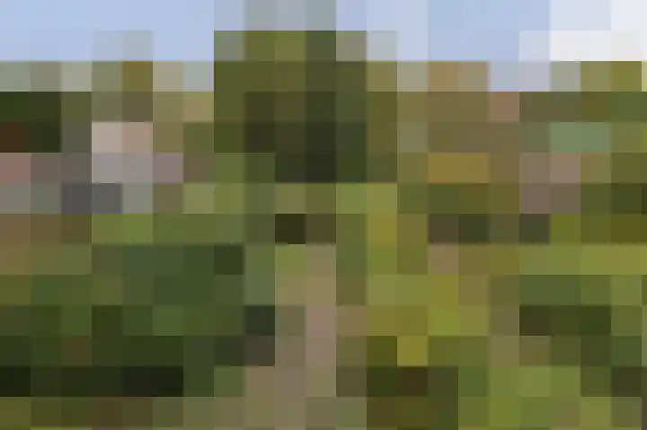 Het Nuesink 39 Eefde thumbnail 43