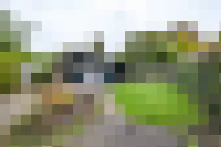 Het Rocht 20 Vries thumbnail 41