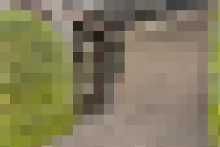 Het Schild 13 Balkbrug thumbnail 37