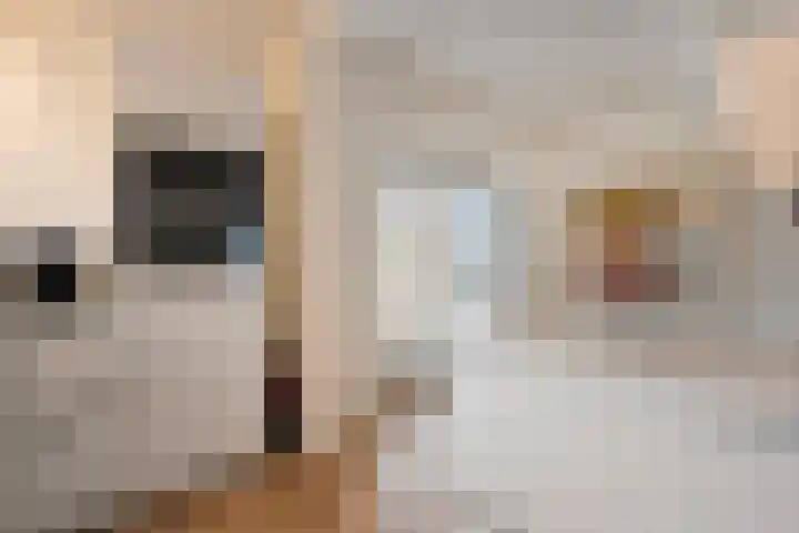 Het Vledder 30 Meppel thumbnail 10