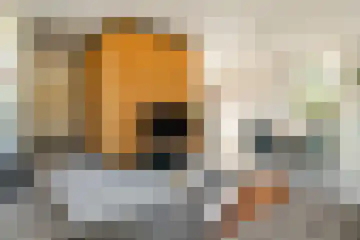 Het Voorburg 2 Culemborg thumbnail 19