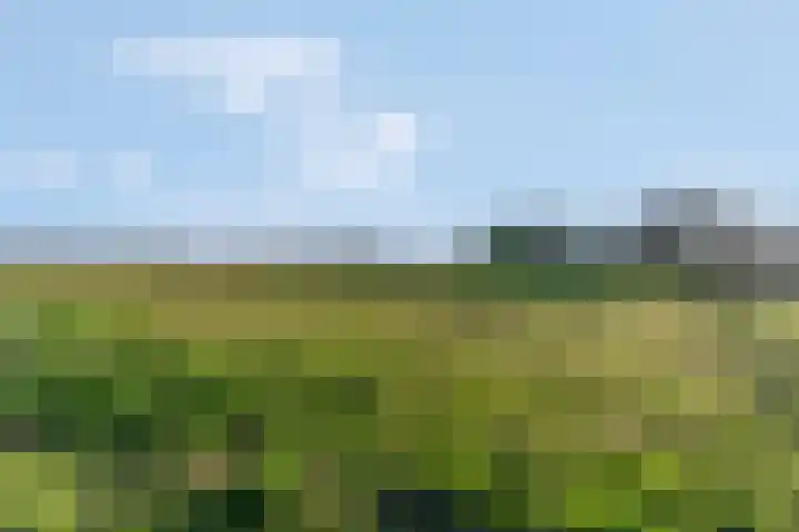 Het Woud 29 Ingen thumbnail 44