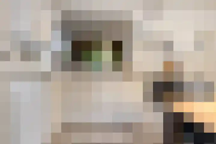 Heul 13 Hoeven thumbnail 11