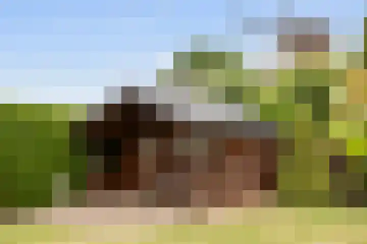 Heul 17 Hoeven thumbnail 28
