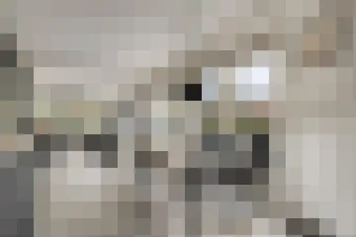 Hexelseweg 256 Daarle thumbnail 4