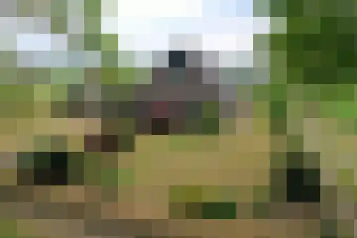 Hexelseweg 56 Hoge Hexel thumbnail 31