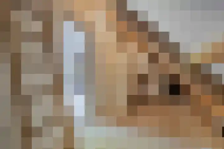 Hezelaar 35 Gemert thumbnail 45
