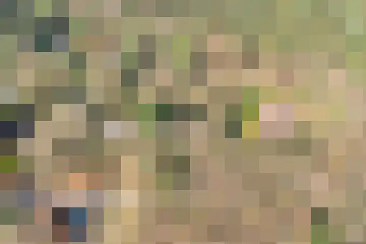 Hezenes 31 Diever thumbnail 33