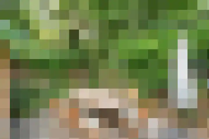 Hezenes 9 Diever thumbnail 31