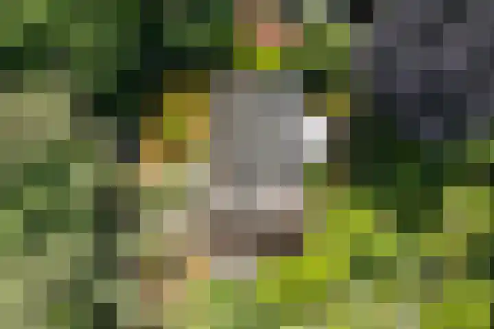 Hobbel 16 Riethoven thumbnail 47