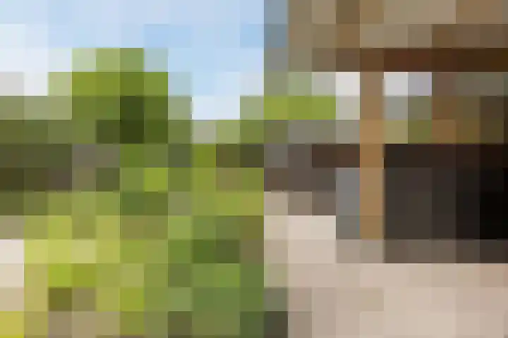 Hoefblad 105 Best thumbnail 37