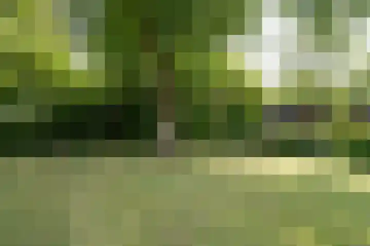 Hoefpad 1 B Arkel thumbnail 32
