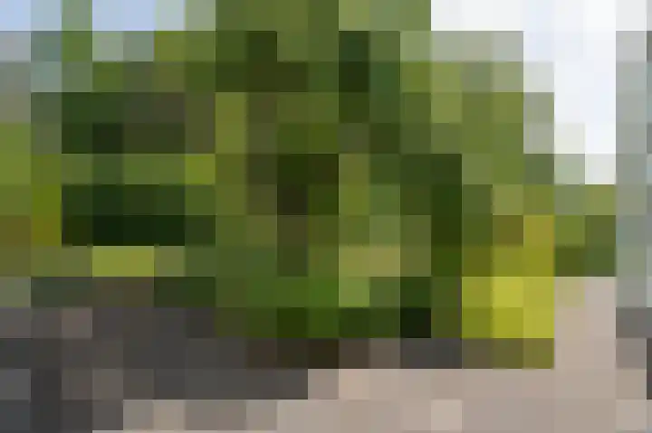 Hoefpad 1 B Arkel thumbnail 35