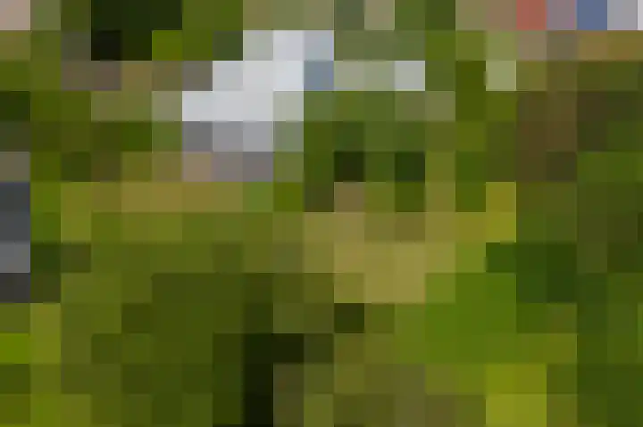 Hoefpad 1 B Arkel thumbnail 43