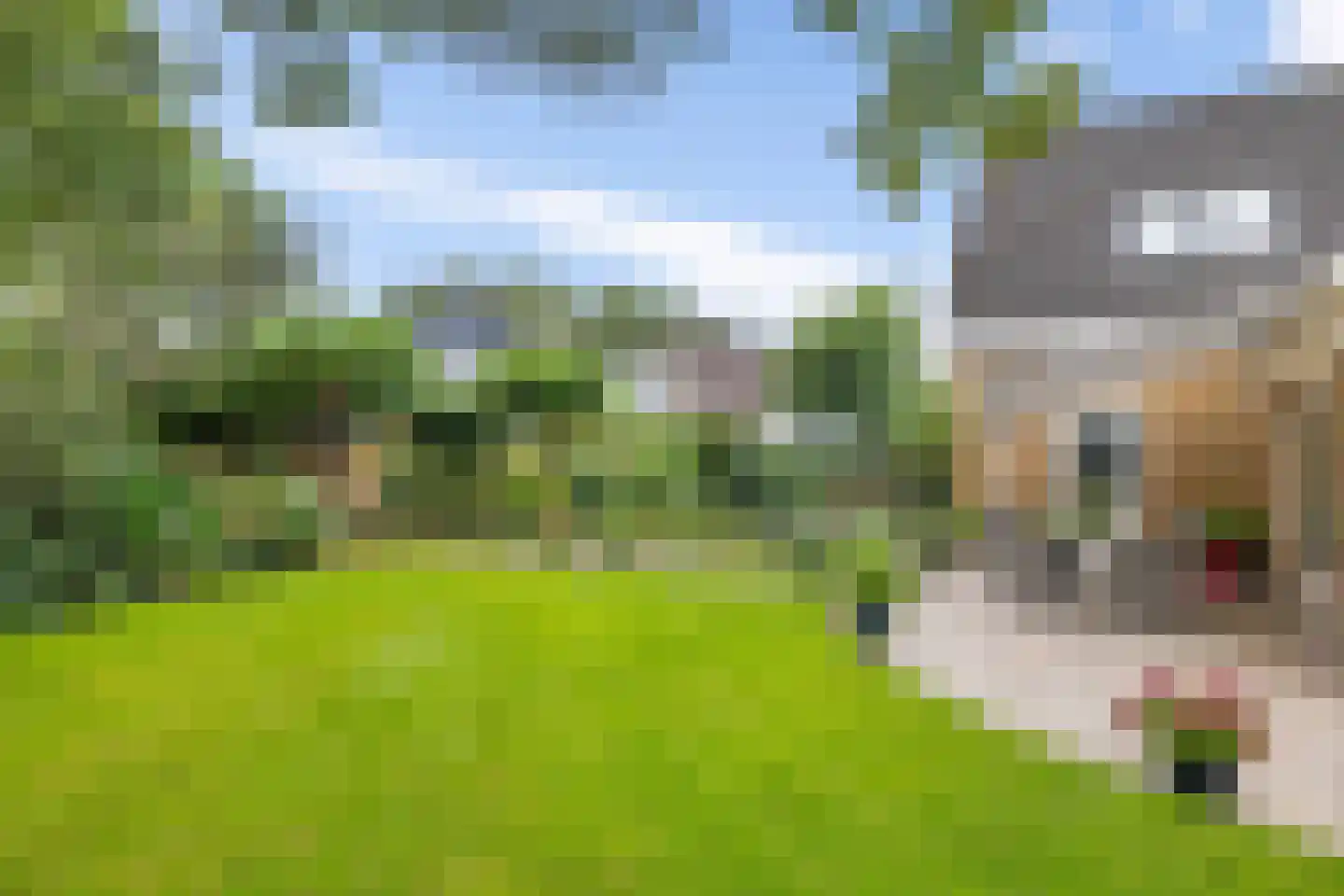 Hoekergoorn 10 Erm thumbnail 41