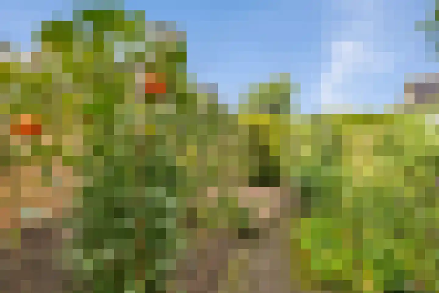 Hoekergoorn 10 Erm thumbnail 46