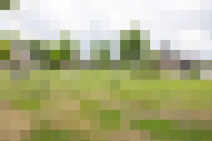 Hoekweg 33 Vroomshoop thumbnail 46