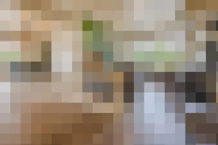 Hoenderparkdreef 12 Bosschenhoofd thumbnail 25