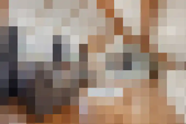 Hoenderparkdreef 12 Bosschenhoofd thumbnail 54