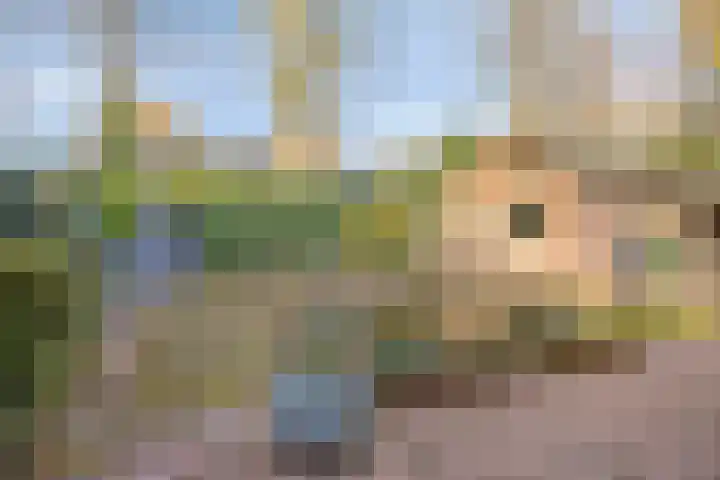 Hoepel 3 Best thumbnail 43