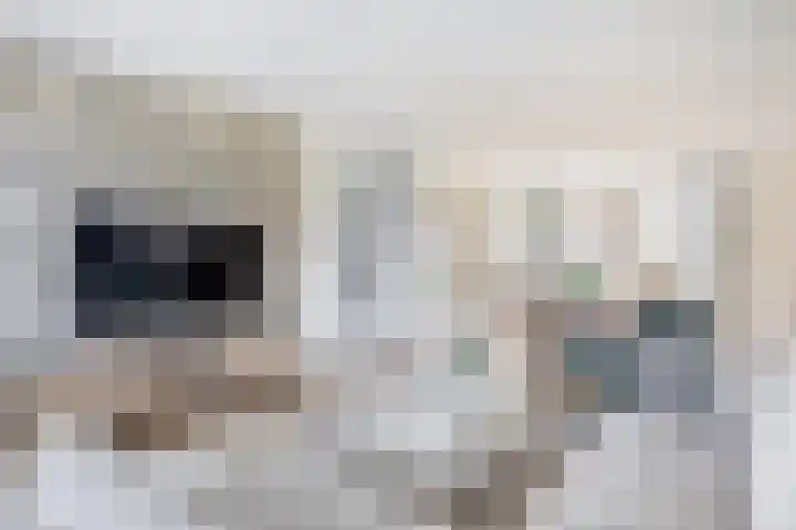 Hof 6 Meijel thumbnail 25
